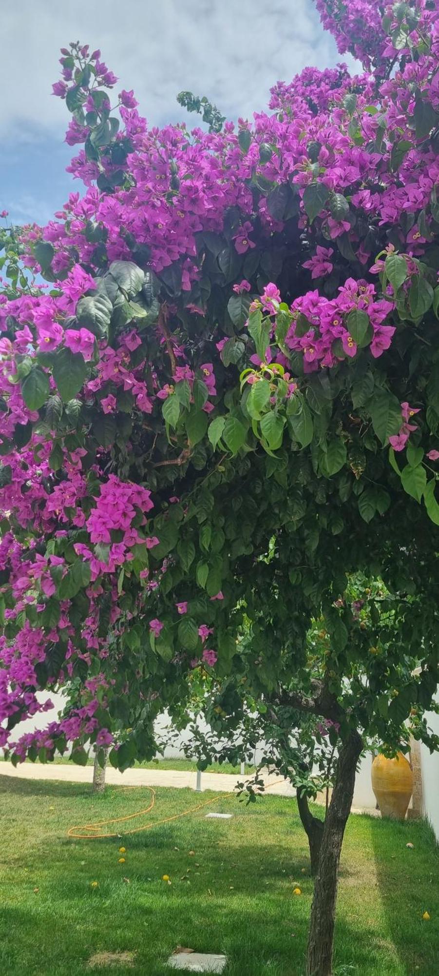 Villa Guajira บารี ภายนอก รูปภาพ