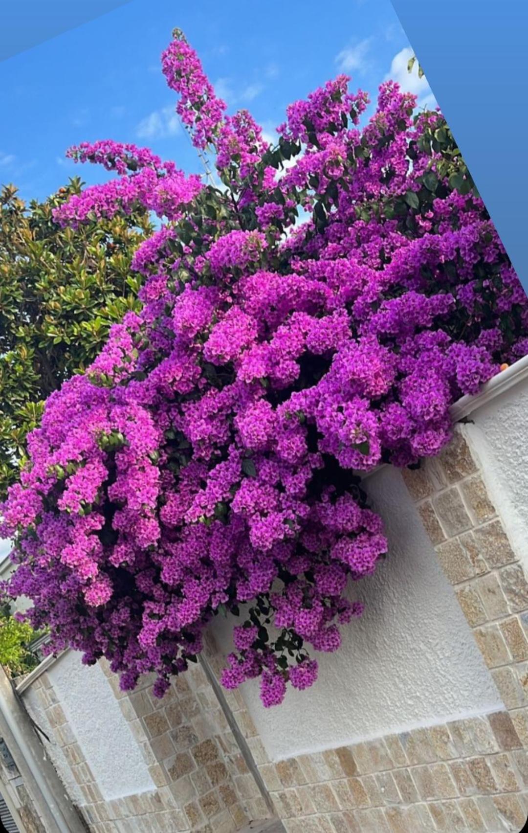 Villa Guajira บารี ภายนอก รูปภาพ